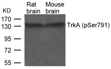 Polyclonal Antibody to TrkA (Phospho-Ser791)