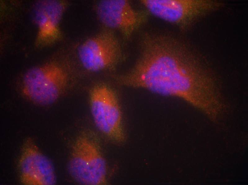 Polyclonal Antibody to TrkB (Phospho-Tyr515)