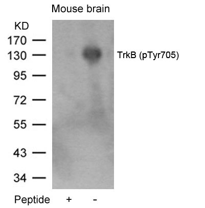 Polyclonal Antibody to TrkB (Phospho-Tyr705)