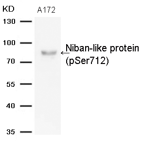 Polyclonal Antibody to Niban-like protein(Phospho-Ser712)