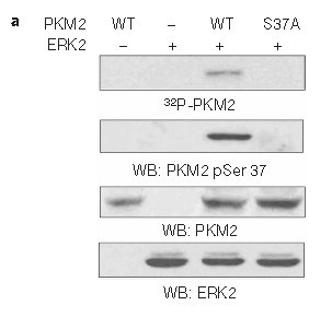 Polyclonal Antibody to PKM2(phospho-Ser37)