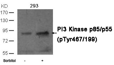 Polyclonal Antibody to PI3 Kinase p85/p55(phospho-Tyr467/199)Antibody