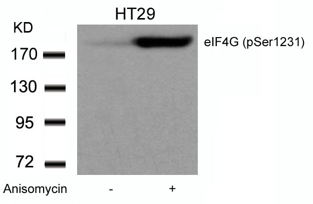 Polyclonal Antibody to eIF4G (phospho-Ser1231)