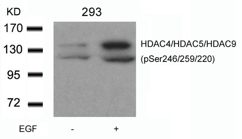 Polyclonal Antibody to HDAC4/HDAC5/HDAC9 (phospho-Ser246/259/220)