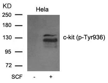 Polyclonal Antibody to c-kit (phospho-Tyr936)