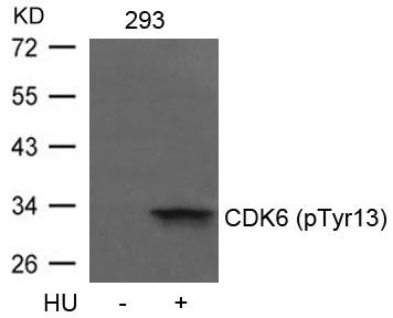 Polyclonal Antibody to CDK6 (phospho-Tyr13)