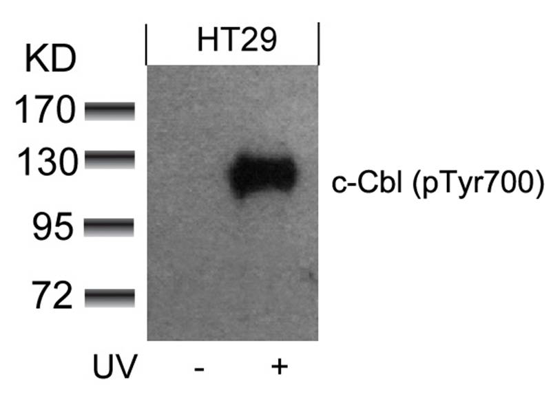 Polyclonal Antibody to c-Cbl (phospho-Tyr700)