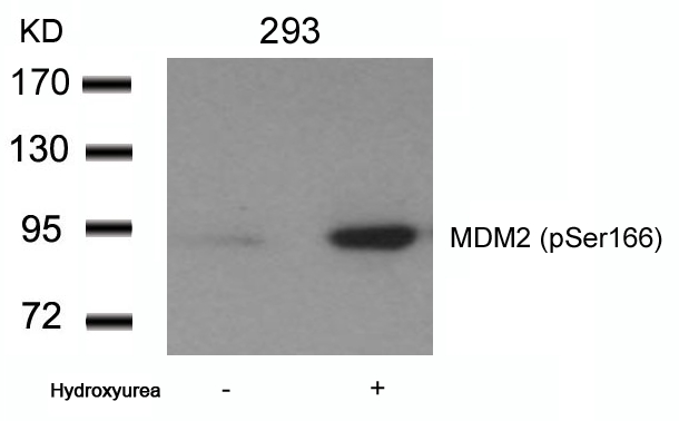 Polyclonal Antibody to MDM2 (phospho-Ser166)