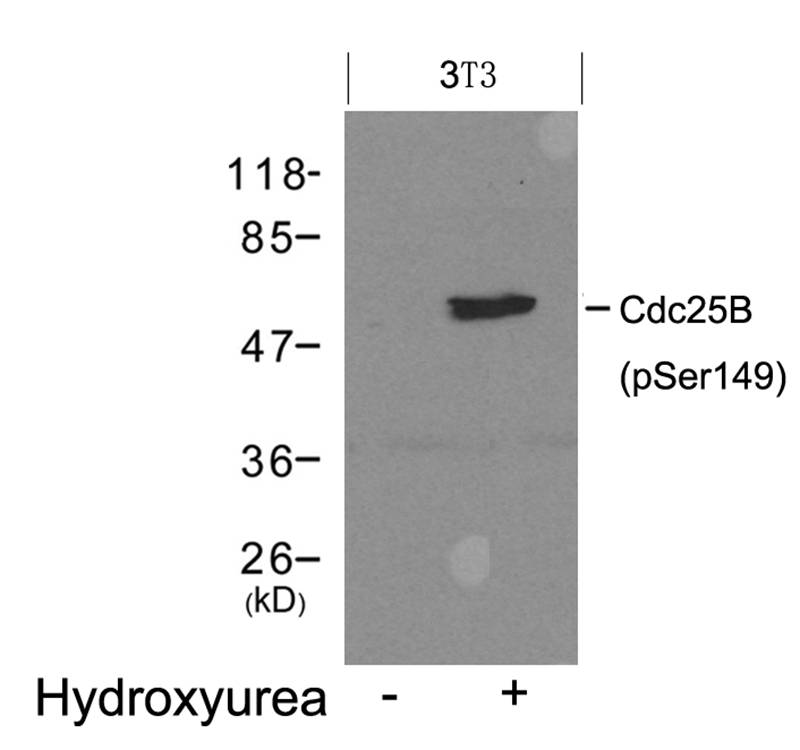 Polyclonal Antibody to Cdc25B (Phospho-Ser149)