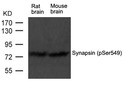 Polyclonal Antibody to Synapsin (phospho-Ser549)