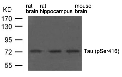 Polyclonal Antibody to Tau (phospho-Ser416)