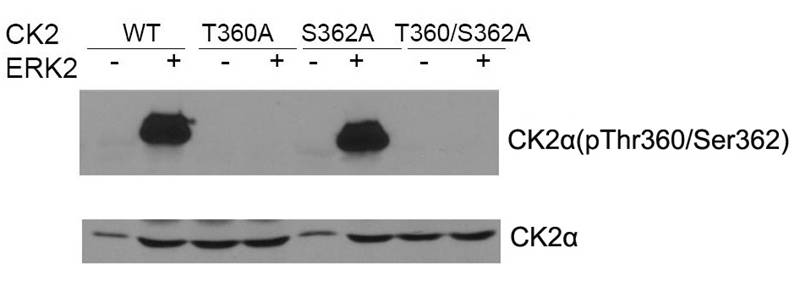 Polyclonal Antibody to CK2 Alpha  (phospho-Thr360/Ser362)