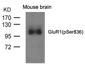 Polyclonal Antibody to GluR1 (phospho-Ser836)