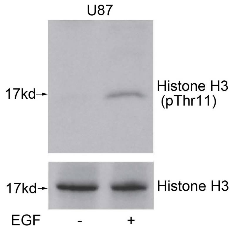 Polyclonal Antibody to Histone H3 (Phospho-Thr11)