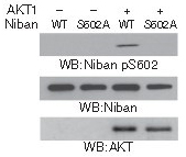 Polyclonal Antibody to Niban (Phospho-Ser602)