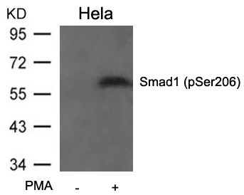 Polyclonal Antibody to Smad1 (Phospho-Ser206)