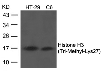 Polyclonal Antibody to Histone H3 (Tri-Methyl-Lys27)