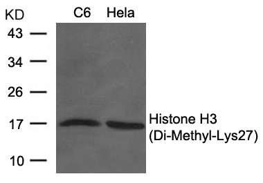 Polyclonal Antibody to Histone H3 (Di-Methyl-Lys27)