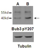 Polyclonal Antibody to Bub3 (Phospho-Tyr207)