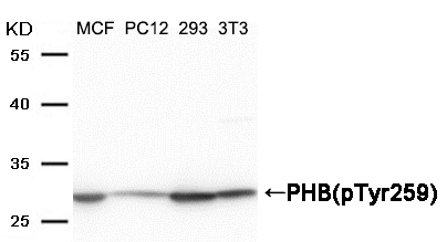 Polyclonal Antibody to PHB(Phospho-Tyr259)