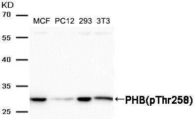 Polyclonal Antibody to PHB(Phospho-Thr258)