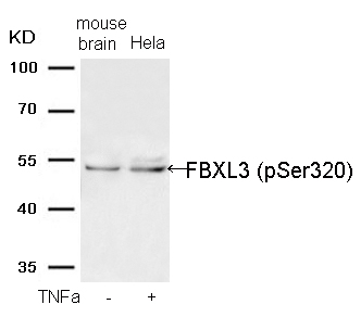 Polyclonal Antibody to FBXL3 (Phospho-Ser320)