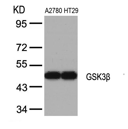 Polyclonal Antibody to GSK3beta (Ab-9)