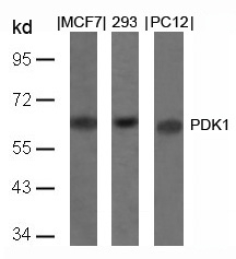 Polyclonal Antibody to PDK1 (Ab-241)