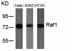 Polyclonal Antibody to Raf1 (Ab-259)