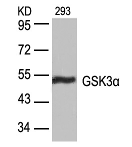 Polyclonal Antibody to GSK3 Alpha (Ab-21)