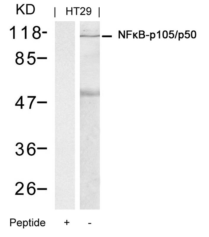 Polyclonal Antibody to NFkB-p105/p50 (Ab-337)