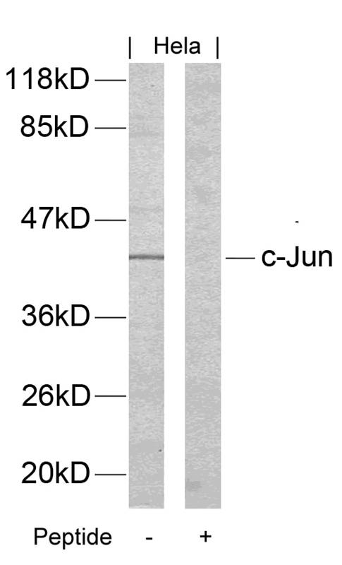 Polyclonal Antibody to c-Jun (Ab-170)