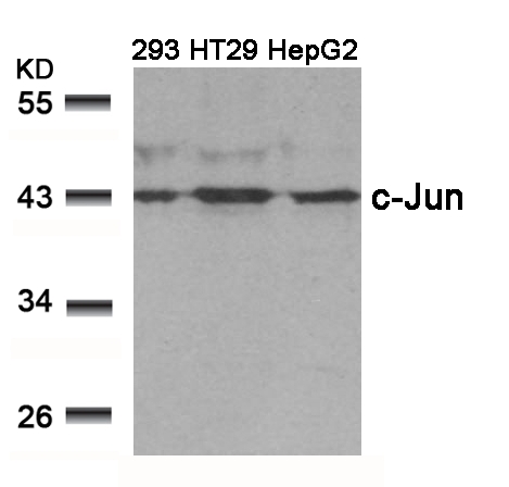 Polyclonal Antibody to c-Jun (Ab-239)