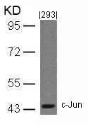 Polyclonal Antibody to c-Jun (Ab-243) (Discontinued)