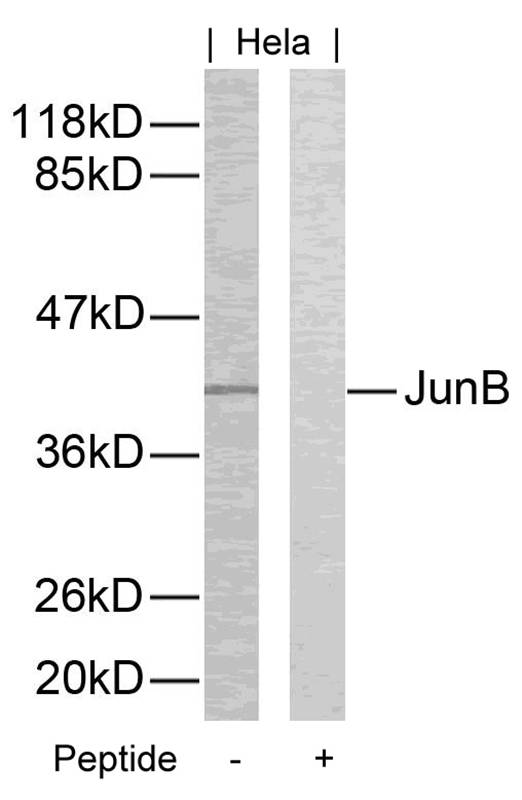 Polyclonal Antibody to JunB (Ab-259)