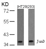 Polyclonal Antibody to JunD (Ab-255)