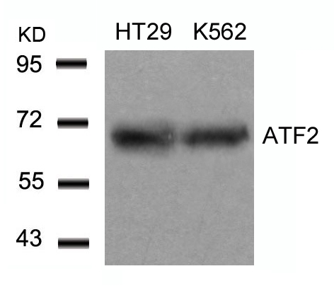 Polyclonal Antibody to ATF2 (Ab-71 or 53)