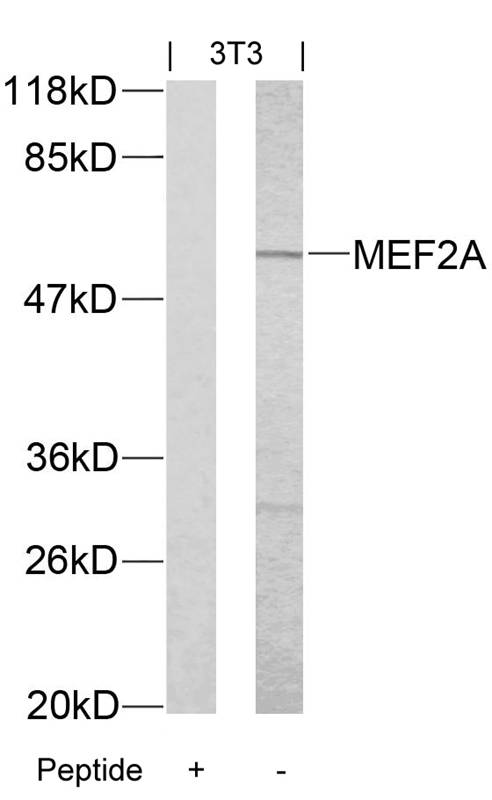 Polyclonal Antibody to MEF2A (Ab-312)