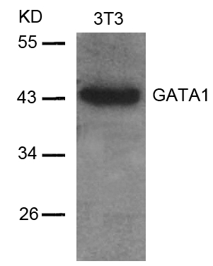 Polyclonal Antibody to GATA1 (Ab-142)