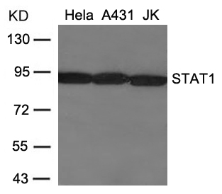 Polyclonal Antibody to STAT1 (Ab-701)