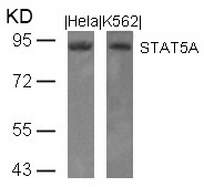 Polyclonal Antibody to STAT5A (Ab-694)