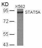 Polyclonal Antibody to STAT5A (Ab-780)