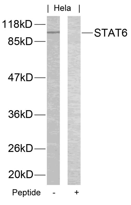 Polyclonal Antibody to STAT6 (Ab-645)