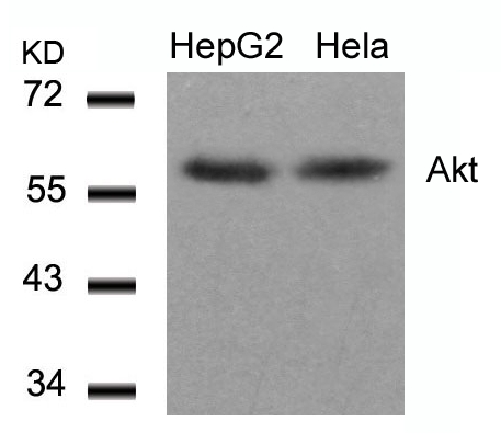 Polyclonal Antibody to Akt (Ab-308)