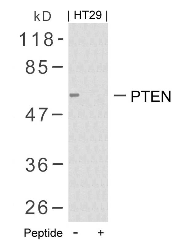 Polyclonal Antibody to PTEN (Ab-380/382/383)