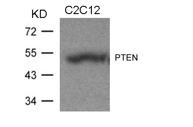 Polyclonal Antibody to PTEN (Ab-370)