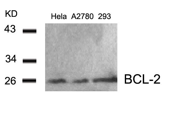 Polyclonal Antibody to BCL-2 (Ab-56)