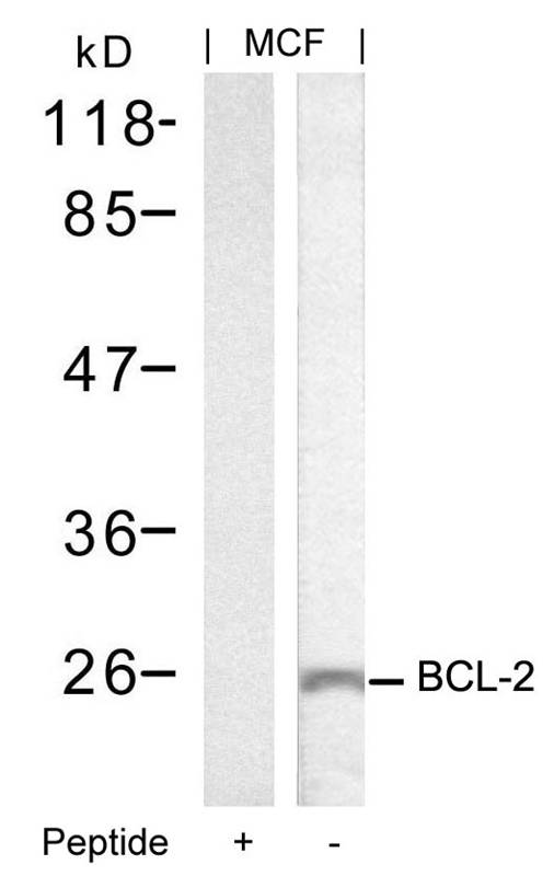 Polyclonal Antibody to BCL-2 (Ab-70)