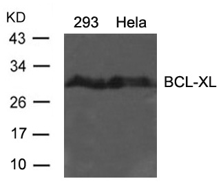 Polyclonal Antibody to BCL-XL (Ab-62)