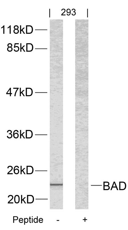 Polyclonal Antibody to BAD (Ab-112)